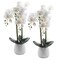 Faux White Orchid Artificial Plant in White Ceramic Pot (2 Pack)